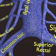 PSfinal0029.jpg Human venous system schematic 3D