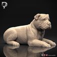 Bulldog-Pose-09-Dog-3D-Print-1s.jpeg Bulldog Dog 3D Print Model Pose 09