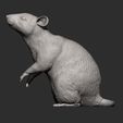 rat9.jpg Rat on hind legs 3D print model