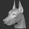15.jpg Dobermann head for 3D printing