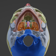 6.png 3D Model of Skull and Skull Bones