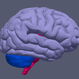 11.png 3D Model of Human Brain v3
