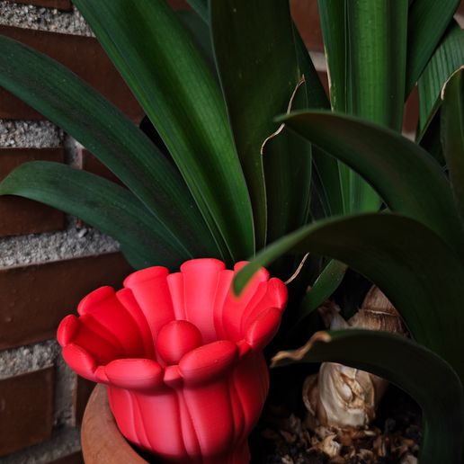 1756564016488.jpg Coral cruel