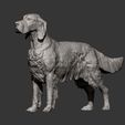 English-Setter8.jpg English Setter 3D print model