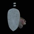 Rainbow-trout-solo-model-open-mouth-1-9.png fish head trophy rainbow trout / Oncorhynchus mykiss open mouth statue detailed texture for 3d printing