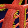 PS0034.jpg Human arterial system schematic 3D
