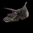 1.jpg Triceratops Skull DINOSAUR SKELETON ANATOMY 3D MODEL