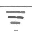 Bacillus_Roughness.png Bacillus Bacteria