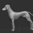 Captura-de-Pantalla-2021-02-07-a-la(s)-22.07.16.png WEIMARANER OR WEIMARANER