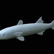 Barracuda-base-36.png fish great barracuda / Sphyraena barracuda statue detailed texture for 3d printing