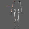 limbs-with-girdle-bones-name-parts-text-labelled-3d-model-409dad716b.jpg Limbs With Girdle bones name parts text labelled 3D model