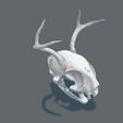 Gato-cuerno-1.png Decorative cat with horns