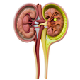 Kidney-with-Nephron-Cross-Section.png Human Kidney Nephron Cross Section
