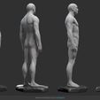 a3.jpg Male Anatomy Statue