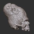 3.jpg Paracas elongated skull