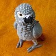 IMG_20240204_154012382_MP.jpg African Grey Parrot