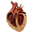 split_obese_001.png Anatomical human obese heart in cross section