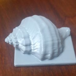 Caracol-de-mar.jpeg Archivo STL CARACOL DE MAR / SEA SNAIL・Plan de impresora 3D para descargar, Vortice