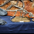 Schermafbeelding-2024-03-19-013109.png Lifesized Psittacosaurus skeleton
