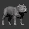 american-bulldog-standing9.jpg American Bully standing 3D printed model