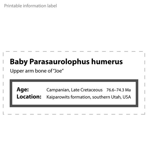 Para_joe_humerus_label.jpg Fichier OBJ gratuit Os de bras de bébé Parasaurolophus・Modèle imprimable en 3D à télécharger, LordTrilobite