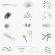 Microscopic-Life-Collection-01_Tumbnail.png Microscopic Life Collection 01