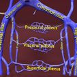 file-8.jpg Venous system thorax abdominal vein labelled 3D model