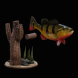 peacock-bass-trophy-natural-2-2-14.png Peacock bass (Cichla ocellaris) fish trophy in motion sculpture 2 underwater detailed texture for 3d printing