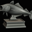 coalfish-open-mouth-statue-box-46.png COALFISH / POLLACHIUS VIRENS trophy with storage space for 3d printing