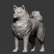 Samoyed-dog11.jpg 3D-Datei Samojeden Hund 3D-Druck Modell・3D-Druckvorlage zum Herunterladen