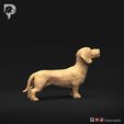Dachshund-Miniature-Wire-Haired-Pose-02-Dog-3D-Print-3s.jpeg Dachshund Miniatura Pelo de Alambre Pose 02