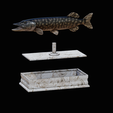 northern-pike-statue-box-1-2-1-17.png fish NORTHERN PIKE (ESOX LUCIUS) open mouth with storage space / for 3d printing