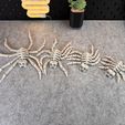 IMG_6856.jpg Flexi Esqueleto Araña V1