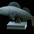 zander-trophy-45.png zander / pikeperch / Sander lucioperca fish in motion trophy statue detailed texture for 3d printing