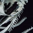 IMG_1236.jpg Realistic Snake Skull Collection