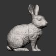 rabbit-rex-agouti8.jpg Rabbit rex agouti 3D print model