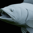 zander-trophy-54.png zander / pikeperch / Sander lucioperca fish in motion trophy statue detailed texture for 3d printing