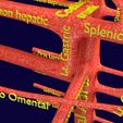 PS0043.jpg Human arterial system schematic 3D
