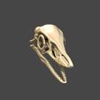 03.jpg Archaeopteryx skull in 3D