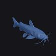 marbled_mountain_catfish_0003.jpg Marbled Mountain Catfish