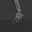 a5.png Anatomia do músculo do braço humano Modelo 3D | Estrutura realista do antebraço e da mão | Modelo de estudo anatómico