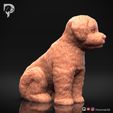 Bichon-Frise-Pose-05-Dog-3D-Print-2s.jpeg Bichon Frise Dog 3D Print Model Pose 05