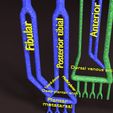 PSfinal0076.jpg Human venous system schematic 3D