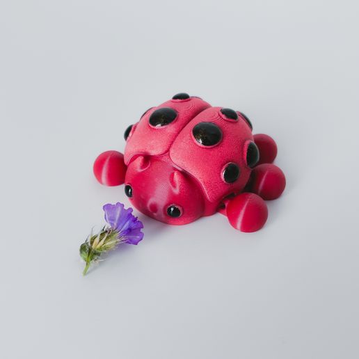 20230223_184318741_iOS.jpg Ladybug Flexi
