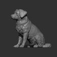 miniature-australian-shepherd9.jpg Miniature australian shepherd 3D print model