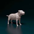 Staf-01.jpg Staffordshire Bull terrier