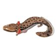 PXL_20231121_000252885-scaled.jpg Mudpuppy (Necturus maculosus)