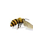 0_00041.jpg DOWNLOAD BEE 3D Model BEE - Obj - FbX - 3d PRINTING - 3D PROJECT - BLENDER - 3DS MAX - MAYA - UNITY - UNREAL - CINEMA4D - BEE GAME READY - POKÉMON - RAPTOR
