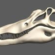 13.jpg Spinosaurus skull version 2.0