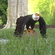 0_00063.png Eagle Eagle - DOWNLOAD Eagle 3d Model - Animated for Blender-Fbx-Unity-Maya-Unreal-C4d-3ds Max - 3D Printing Eagle Eagle BIRD - DINOSAUR - POKÉMON - PREDATOR - SKY - MONSTER